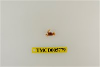 藏品(衛氏毛帶蟹)的圖片